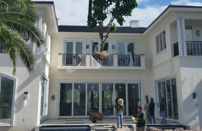 Tree Relocation Installation