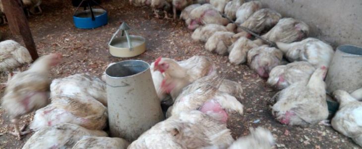 Poultry Farm