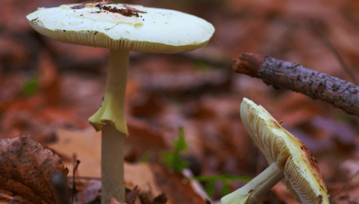 death-cap-mushroom