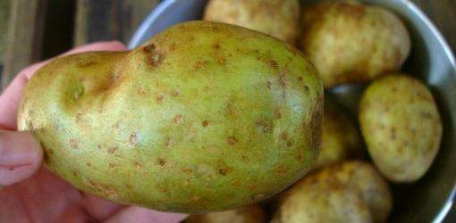 unripened "green" potatoes
