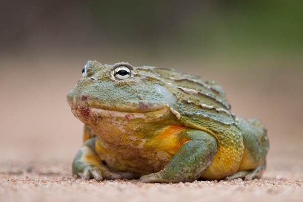African bullfrog
