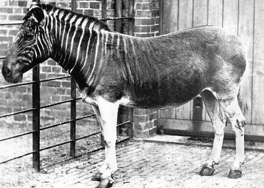 Quagga mare at London Zoo 1870