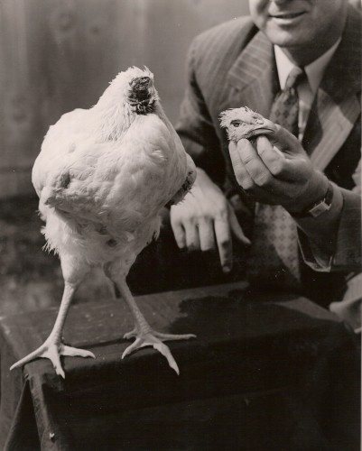 Mike, the headless chicken
