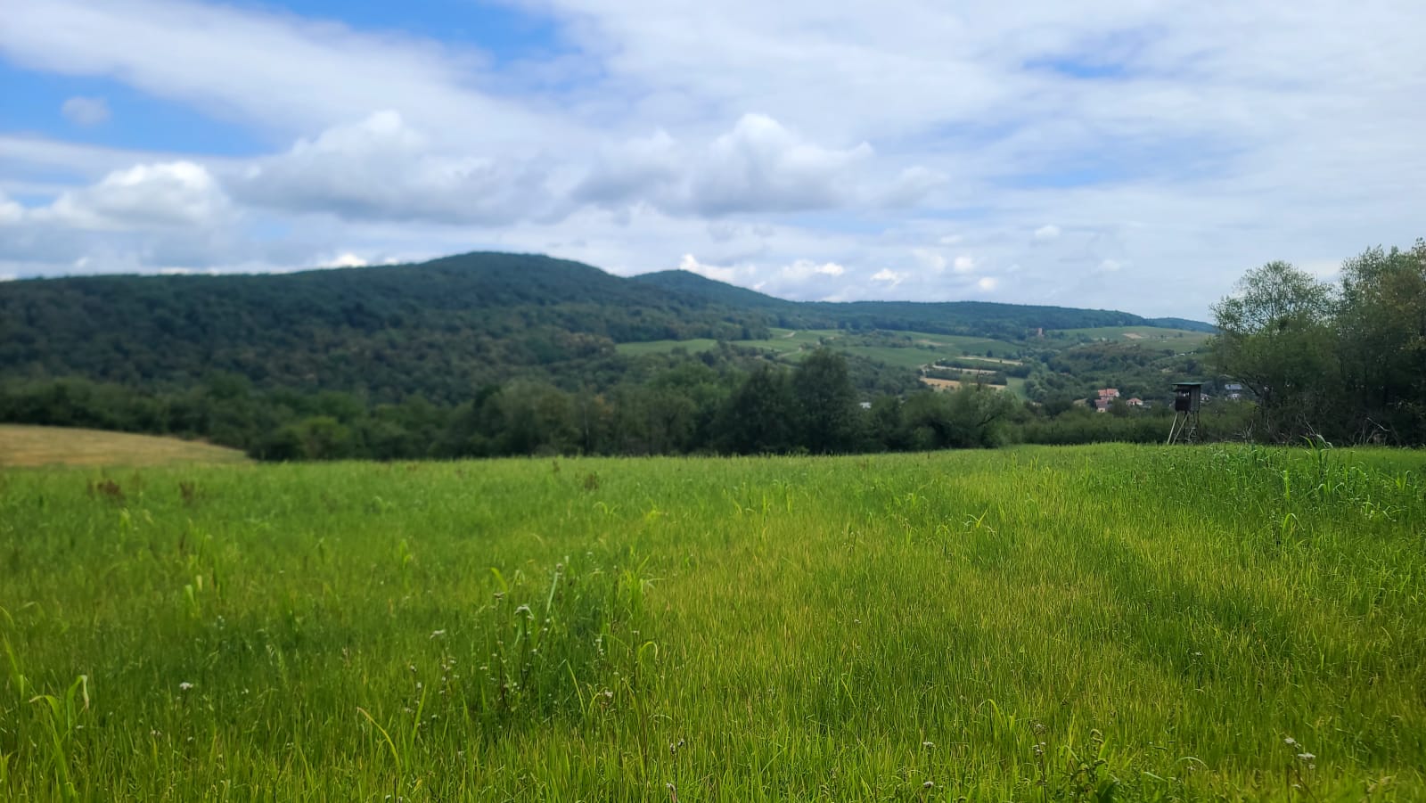 Wissembourg → Wingen