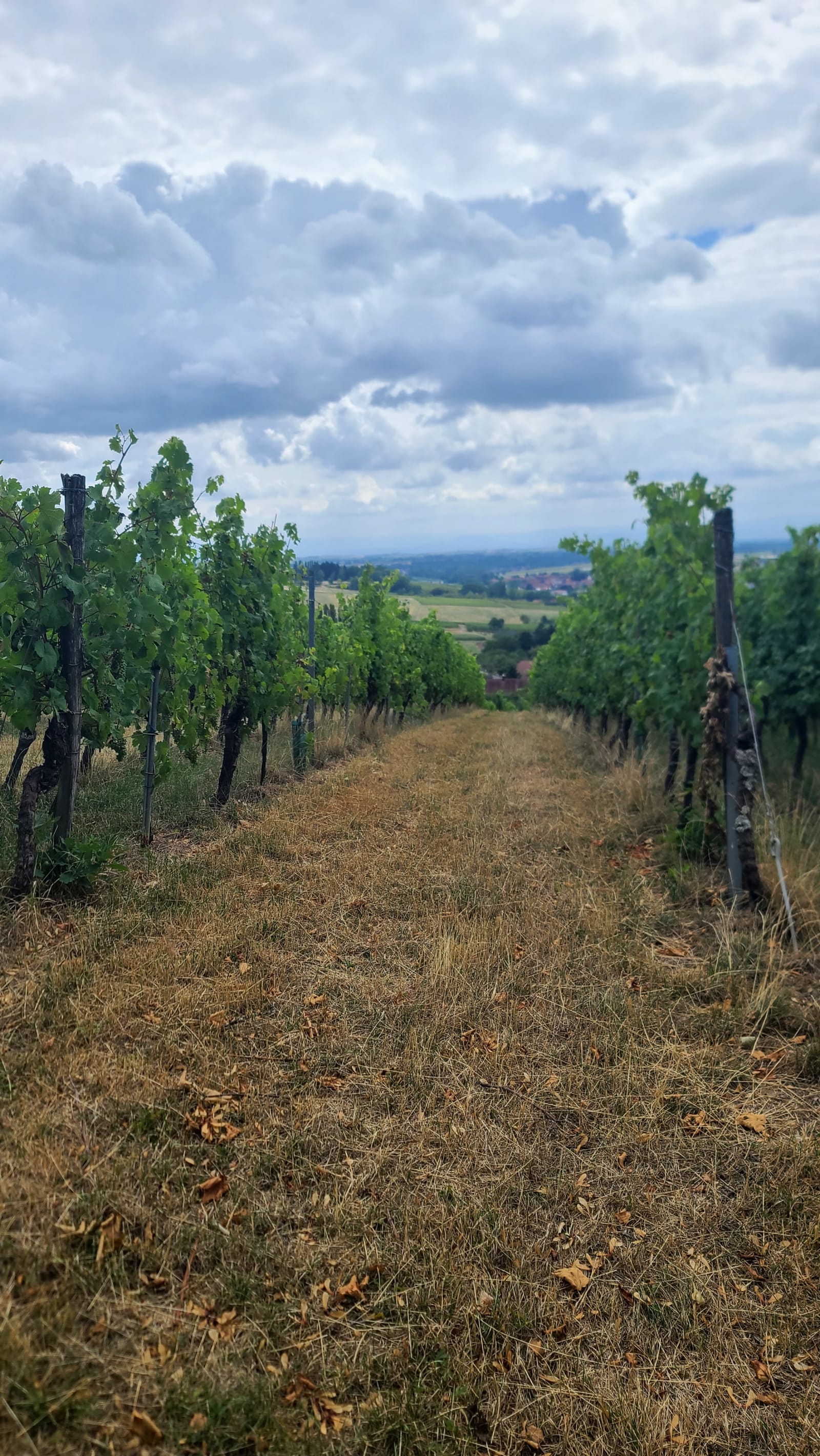 Wissembourg → Wingen