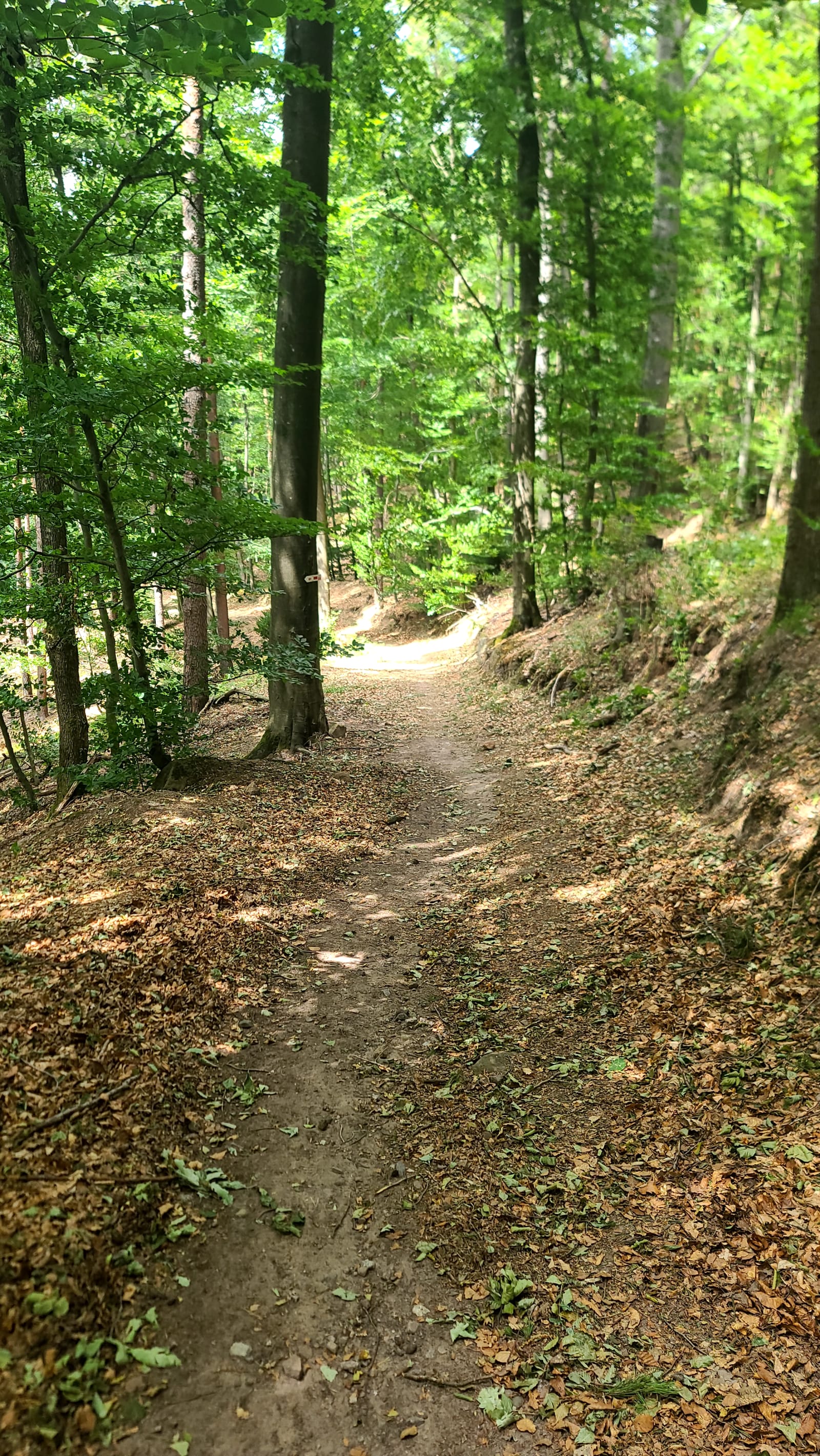 Wissembourg → Wingen