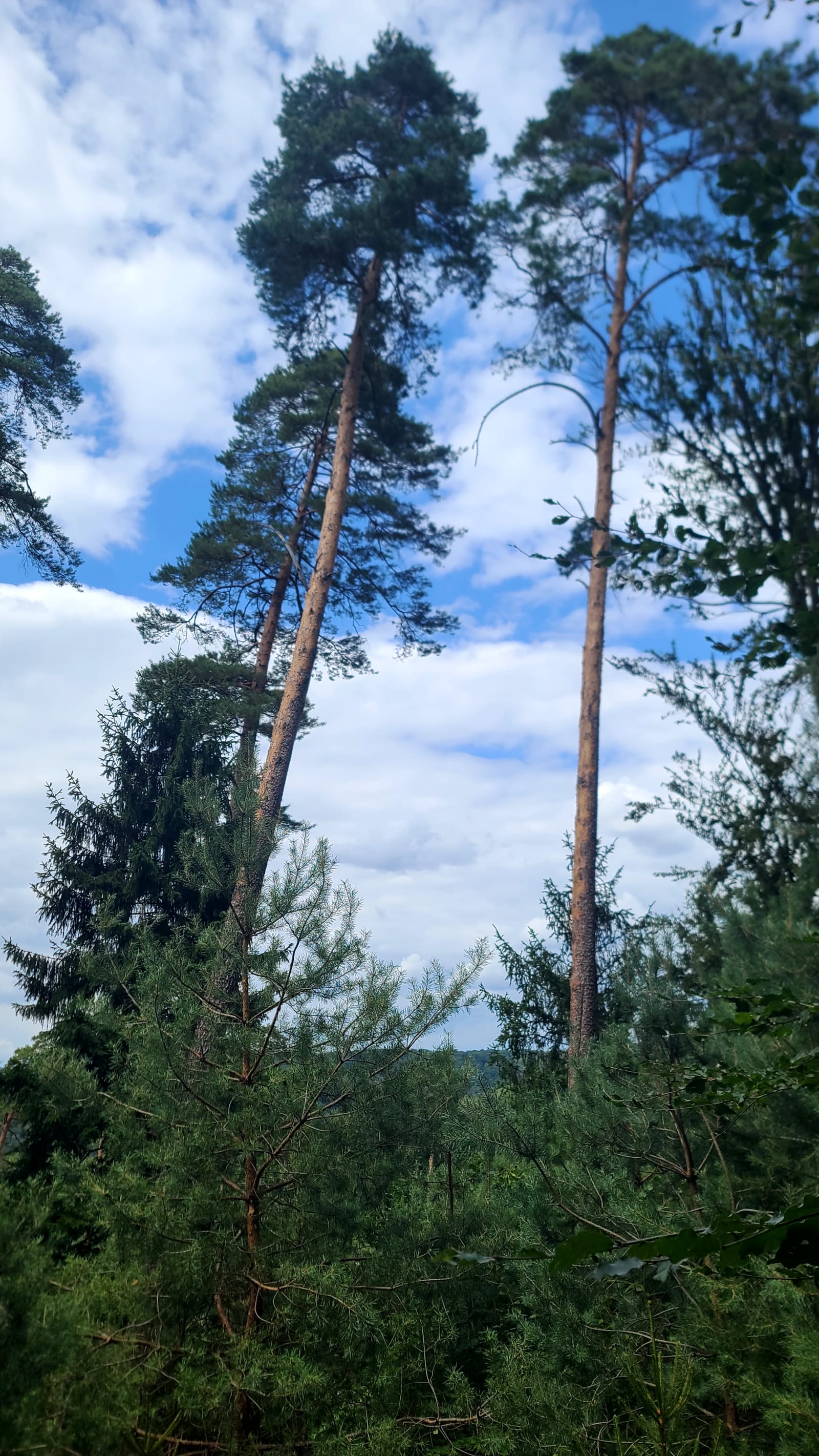 Wissembourg → Wingen