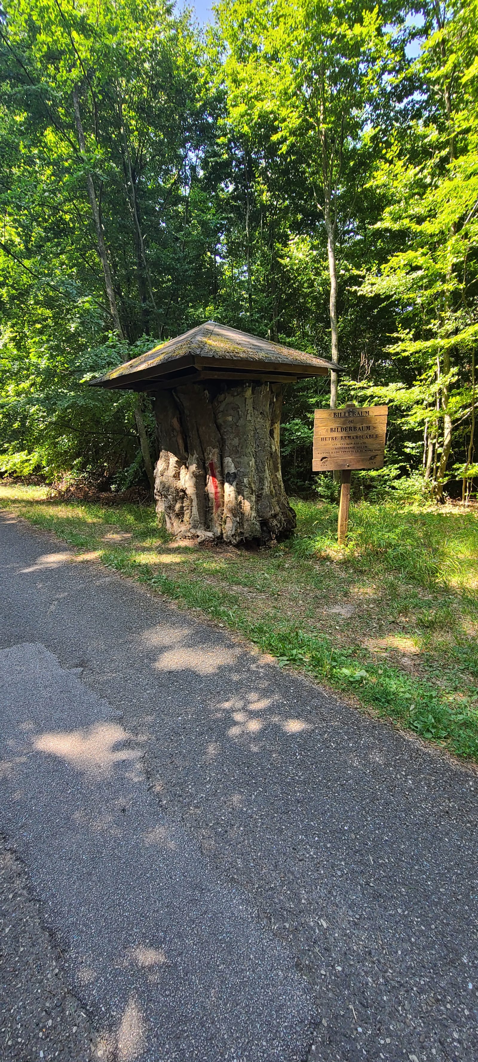Un champignon géant !