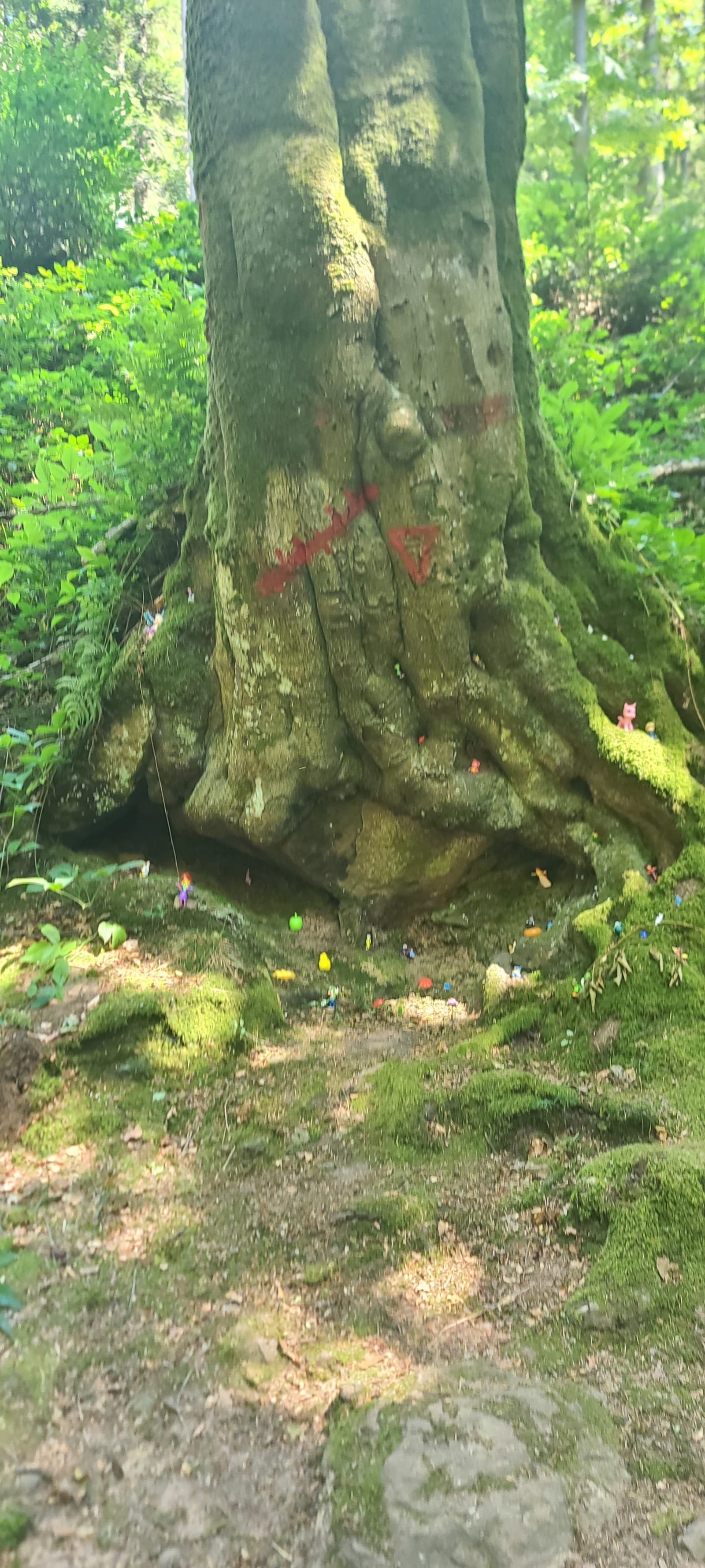 Un arbre avec des fruits étranges...