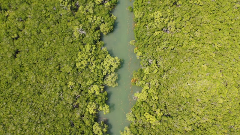 Aerial view of transparent river crossing dense forest.