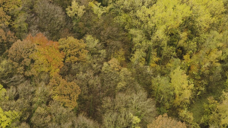 Aerial above autumn woodland with colorful fall trees