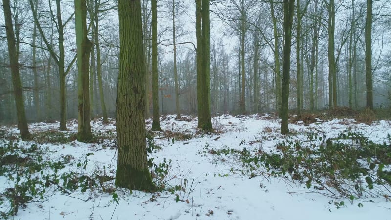 Winter Forest with a Light Covering of Snow on the Ground