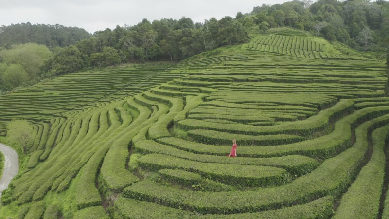 Aerial View of woman in the maze of flower beds along the hill, Sao Bras.
