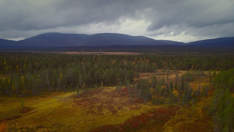 Aerial view of a colorful nordic pines forest.