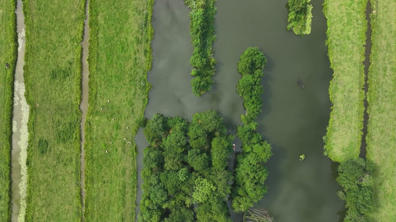 Agricultural Scenery in Krimpenerwaard Polder: Farmland and Animals