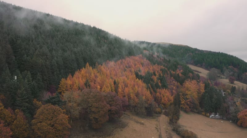 Colorful trees on the side of the foggy mountain