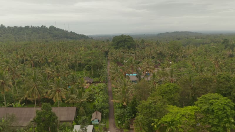 Traditional houses surrounded by palm trees in Bali. Aerial wide view of the road through tropical rainforest with small rural homes hidden between the trees