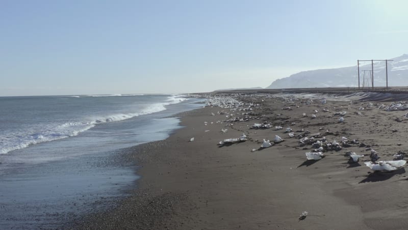 Diamond Beach at Glacier Lagoon in Iceland a Black Sand Beach with Scattered Ice