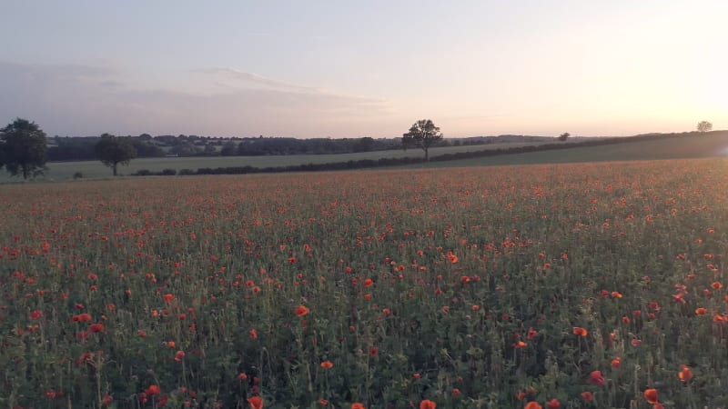 Poppies in a Farm Field at Sunset