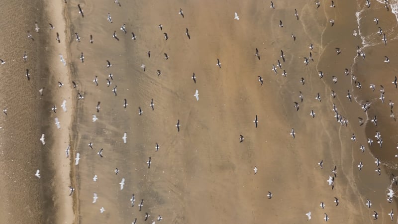 Aerial View of Birds Flying Over the Beach