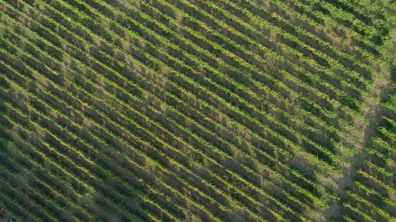 Aerial view of grapes fields on Greece.