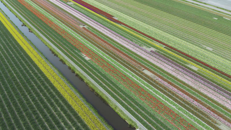 Bright rows of blooming tulips in Lisse, Holland