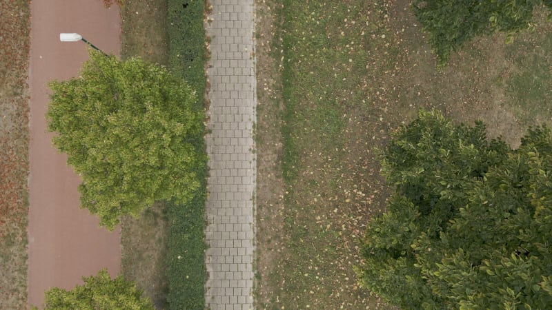 Lined Pathway with Rows of Trees, dry season and sick trees