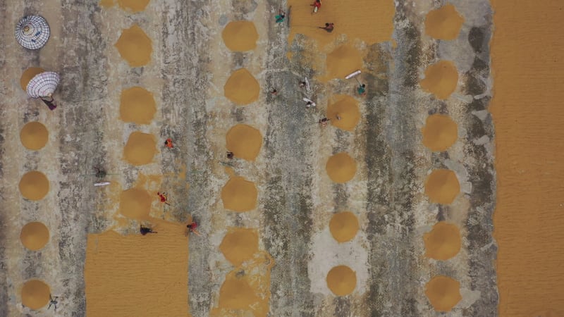 Aerial view of farmers working on rice field draining and drying rice at sunlight, Dhamrai, Dhaka, Bangladesh.