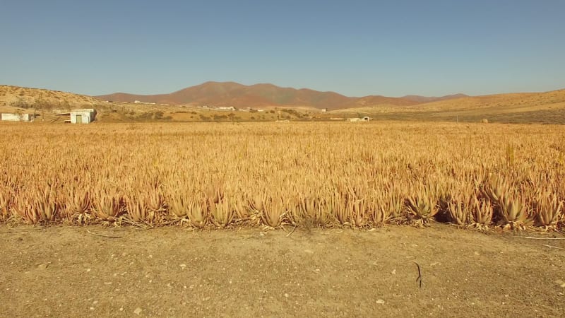 Aerial view of Aloe vera plantation, Canary Islands.