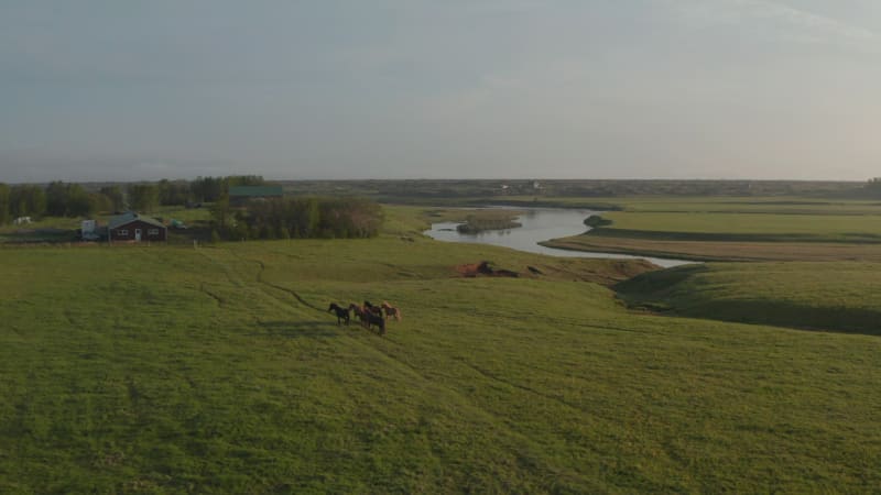 Aerial shot of brown horses going on pathway on meadow. Forwards tracking group of animals in countryside. Iceland