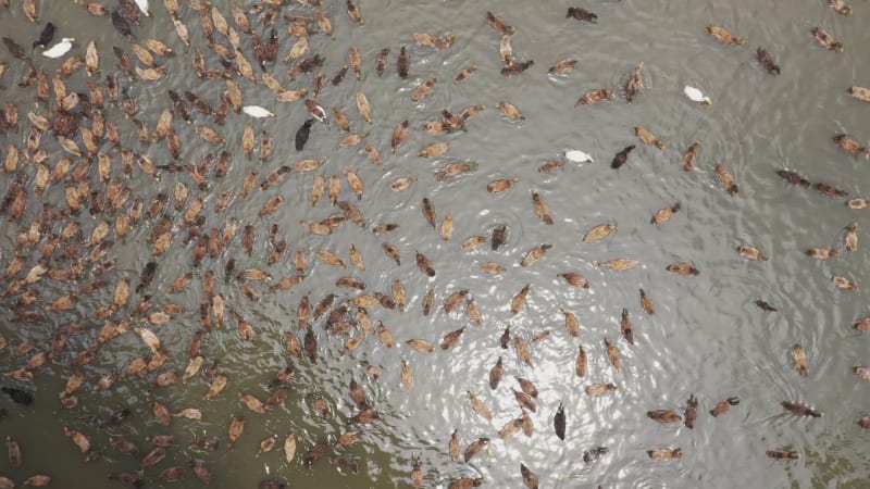 Aerial view of a fisherman along Baulai river in Sylhet state, Bangladesh.