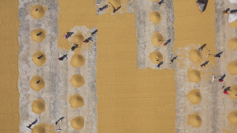 Aerial de fermiers travaillant sur le drainage d'une rizière et le séchage du riz au soleil, Dhamrai, Dhaka, Bangladesh.