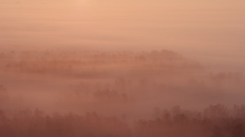 Misty Forest Stroll