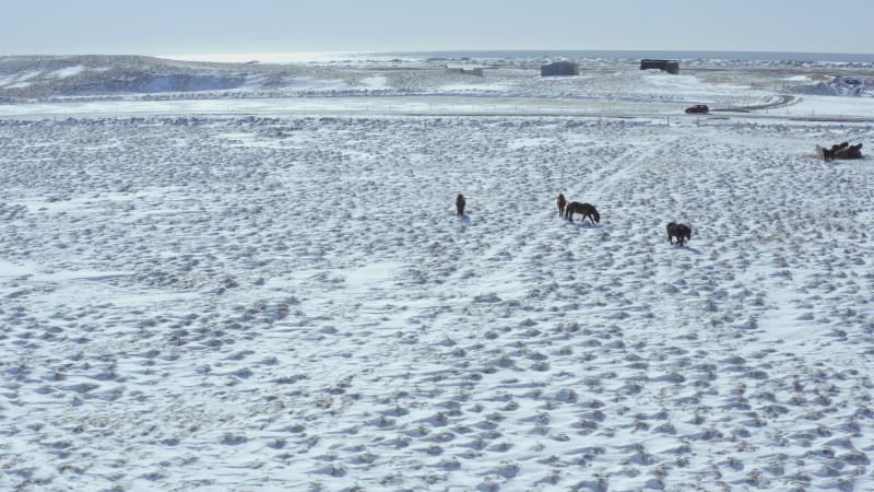 A Pack of Wild Icelandic Horses in Snowy Conditions