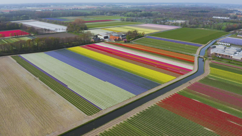 Vibrant Tulip Fields in Lisse, Netherlands