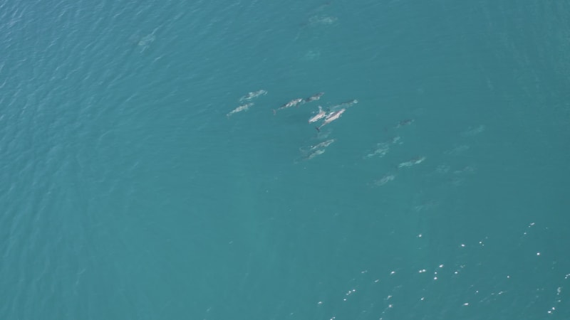 Aerial view of dolphins in open water at Reunion Island.