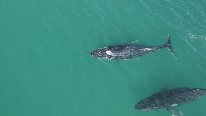 Aerial view of humpback whales.