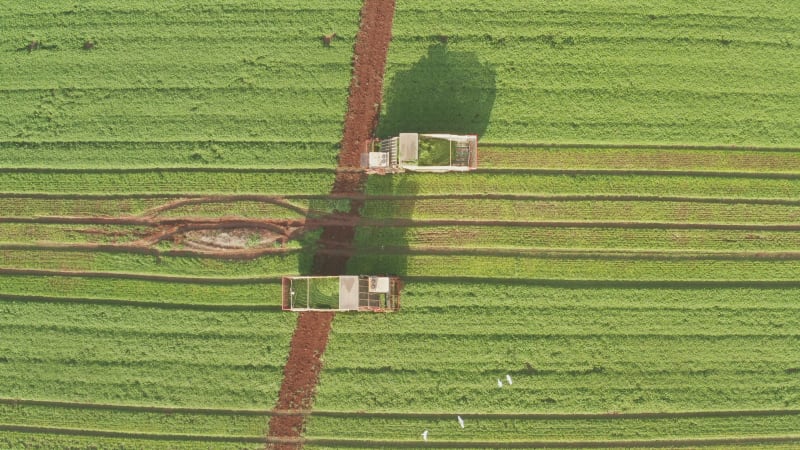 Cilantro picker processing rows in a large field
