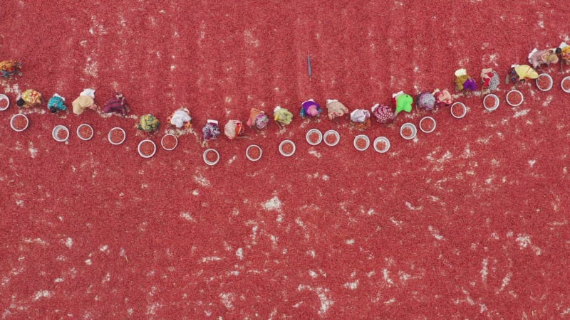 Aerial view of women collecting red chilli, Bangladesh.