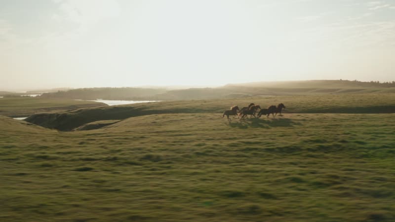 Colorful herd of ranch horses galloping in meadow grassland in Iceland countryside. Wild free horses running and trotting in icelandic grassland. Wildlife and animal theme. Freedom concept