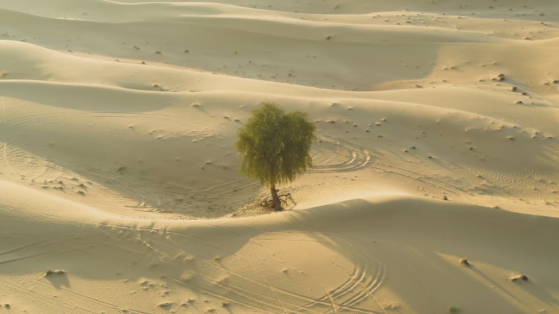 Aerial view of a single tree growing on the middle of desert.