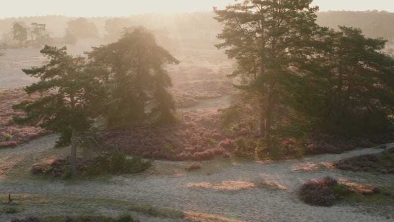 Flying over vegetation and trees on an early morning in a nature reserve