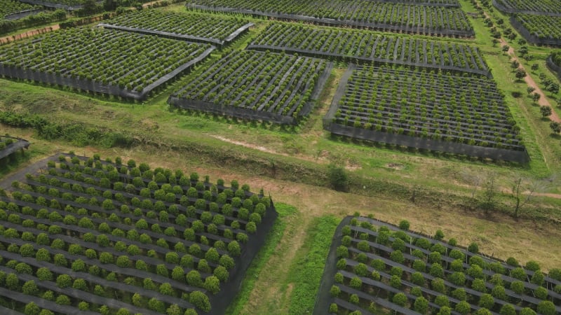 Aerial view of Kampot pepper plantation, Phnom Voar mountain, Cambodia.