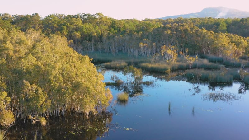 Aerial view of a paperbark tree forest, Ewen Maddock Dam, Queensland, Australia