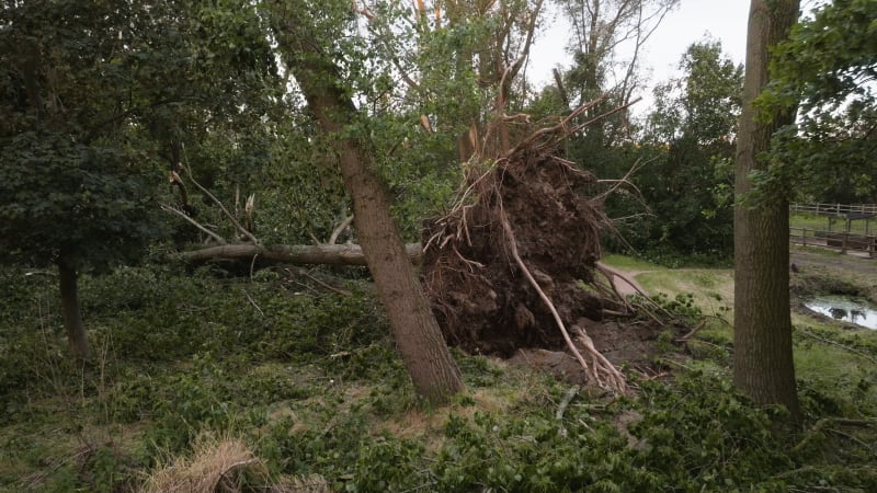 Aerial view of a fallen tree post-storm Poly in Heemskerk, Netherlands. July 2023.