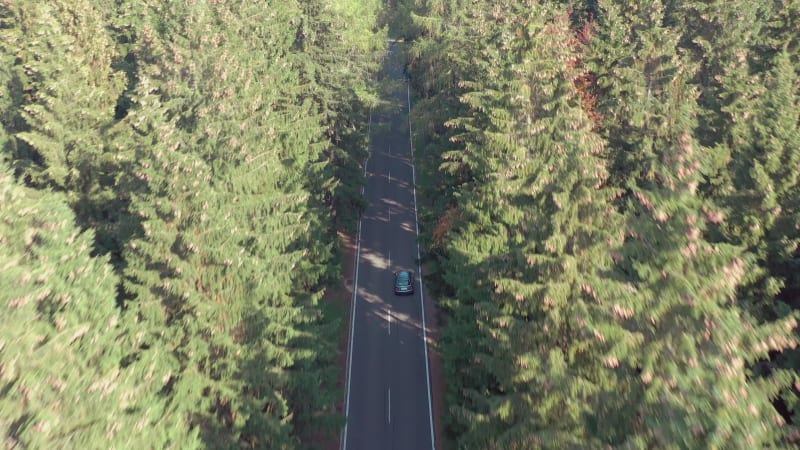 Car On a Journey Through a Forest Road