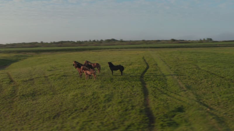 Top view of icelandic highlands with horses herd peacefully grazing. Birds eye view of iceland countryside at sunset with wildlife. Beauty on earth. Animal theme