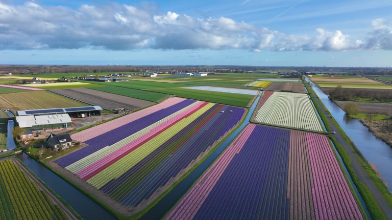 Tulip Fields in Noordwijk, The Netherlands