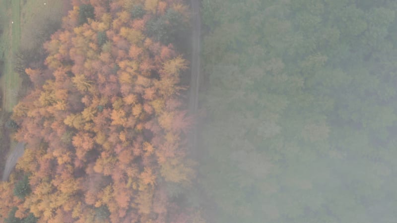 Mountain road separating forest trees in different colors