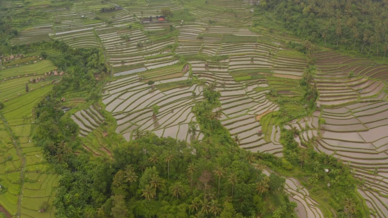 Aerial view of rice fields filled with water in a tropical rainforest of Bali. Tilt into overhead view of terraced paddy fields with small farms